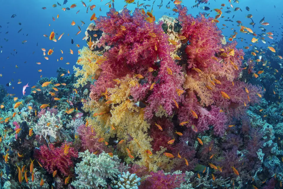 Red Sea coast